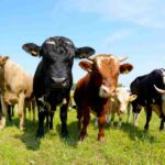 Come denunciare un allevamento abusivo