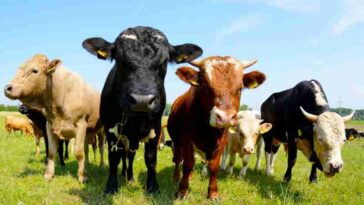 Come denunciare un allevamento abusivo