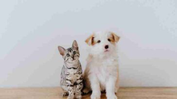 Come denunciare Marketplace