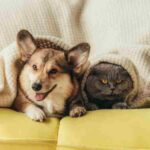pet investimentimagazineit