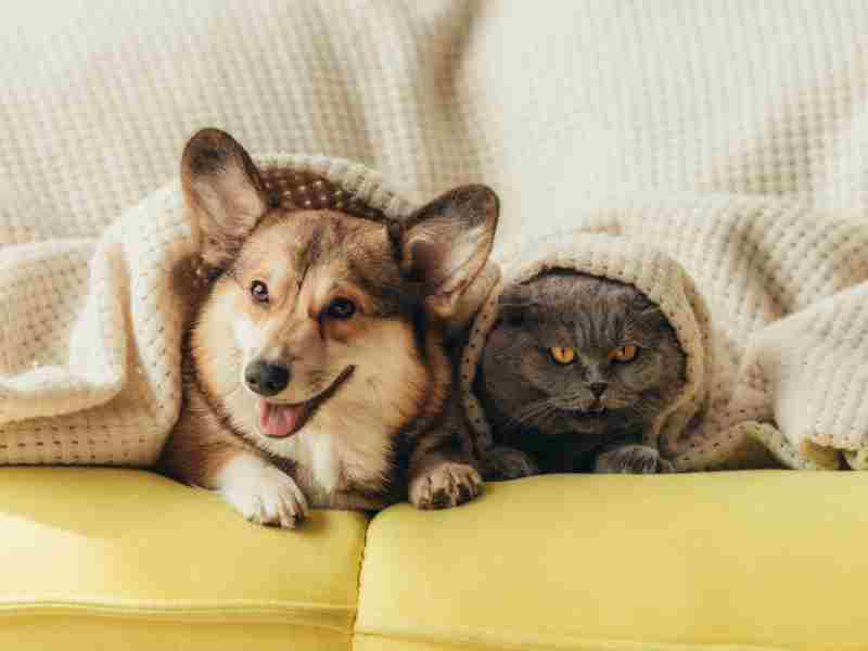 Come ottenere il bonus animali domestici 2024