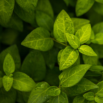 verde investimentimagazineit