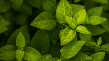 verde investimentimagazineit